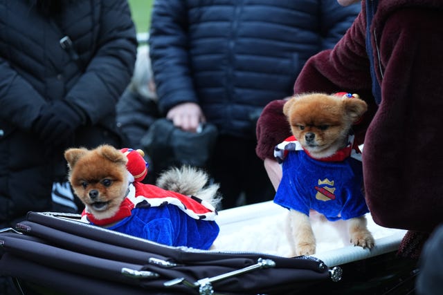 Two Pomeranian dogs dressed in blue and red coats, sitting in a pram 