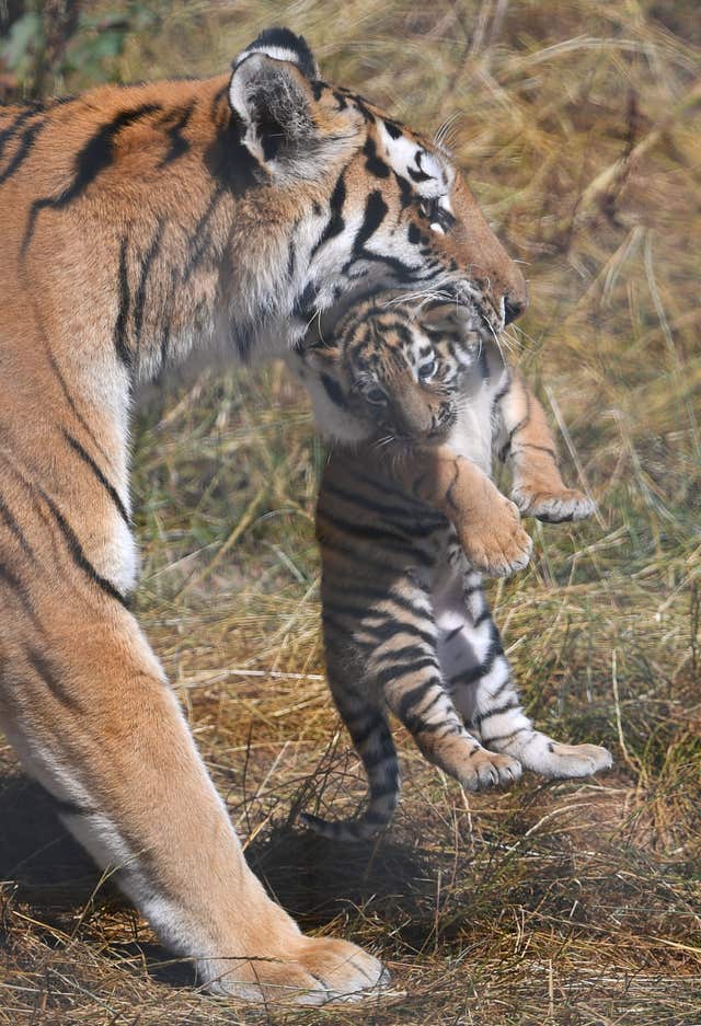 Tiger cubs at Whipsnade Zoo