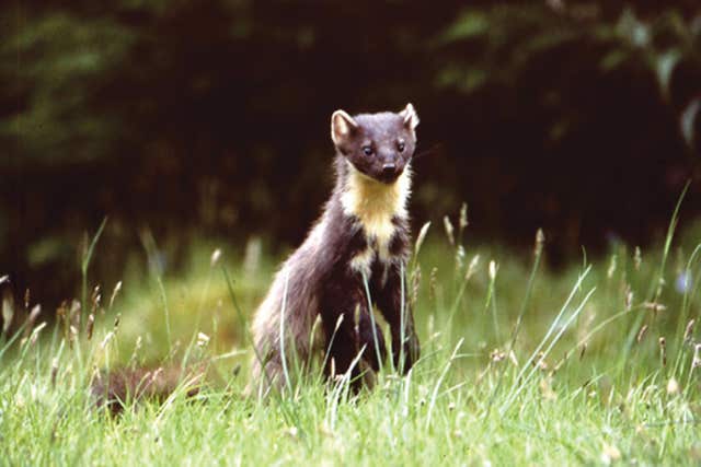 Pine martens to be reintroduced