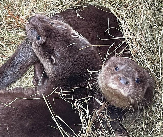Otters Buddy and Holly 