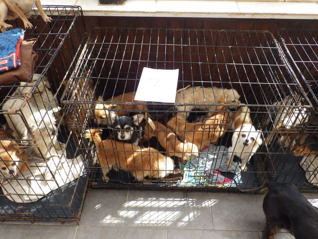 Dogs in cages