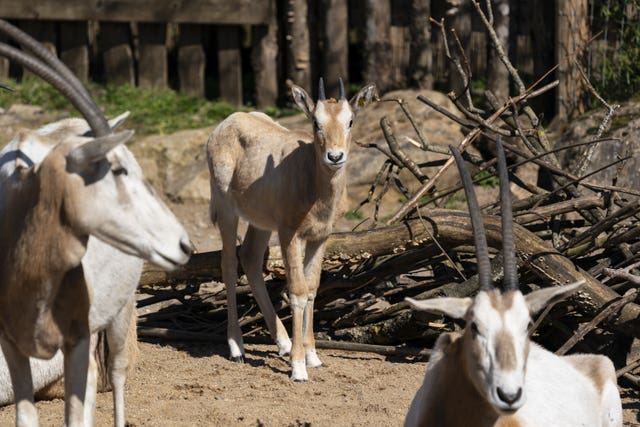 Scimitar-horned oryx calf