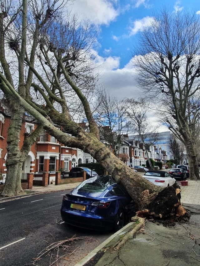 Photo taken with permission from the Twitter feed of @thevalerieleon showing a fallen tree which  damaged the bonnet of a blue Tesla 