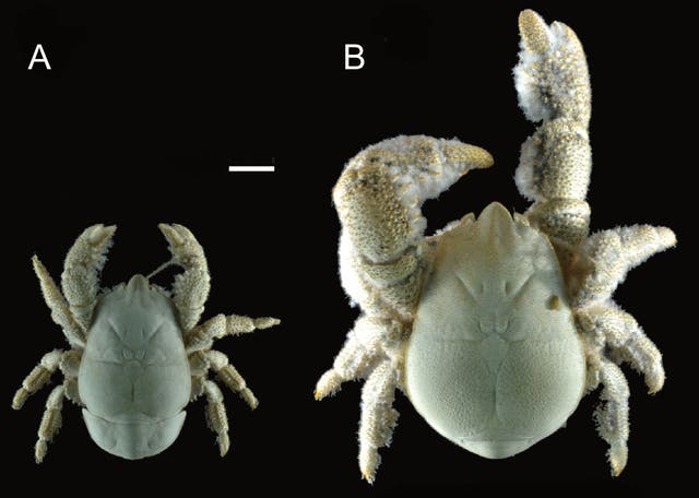 A comparison of the female (left) and male 'Hoff crab'