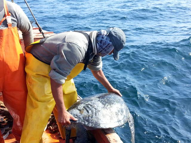 Sea turtle research