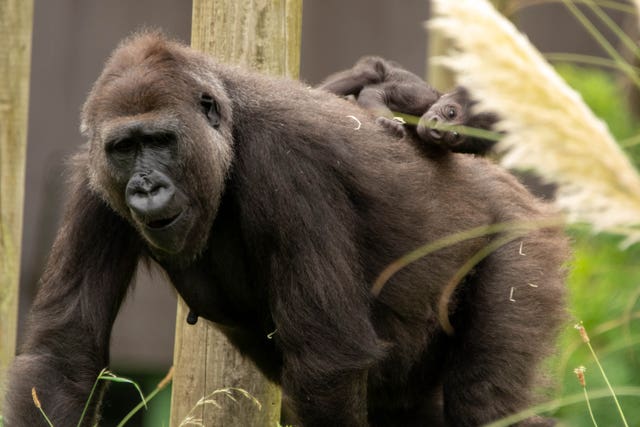 Baby gorilla born at Bristol Zoo