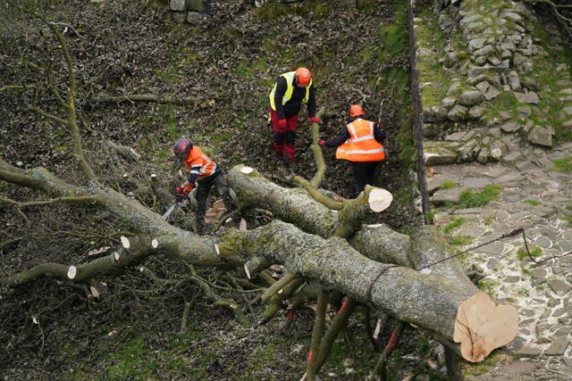 Sycamore Gap tree felled