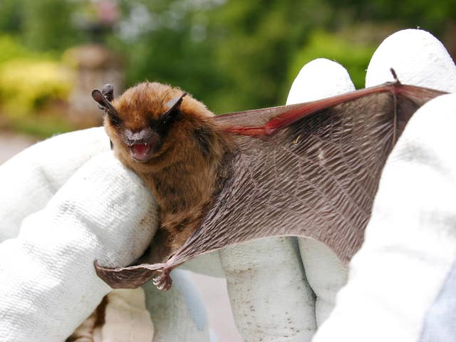 Bat reserve opens