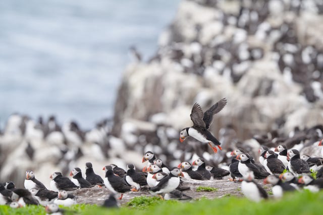 Puffins Farne Islands