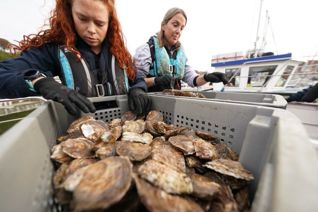 Oysters released in Sunderland Marina