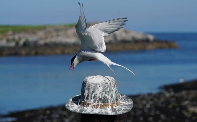 Arctic tern