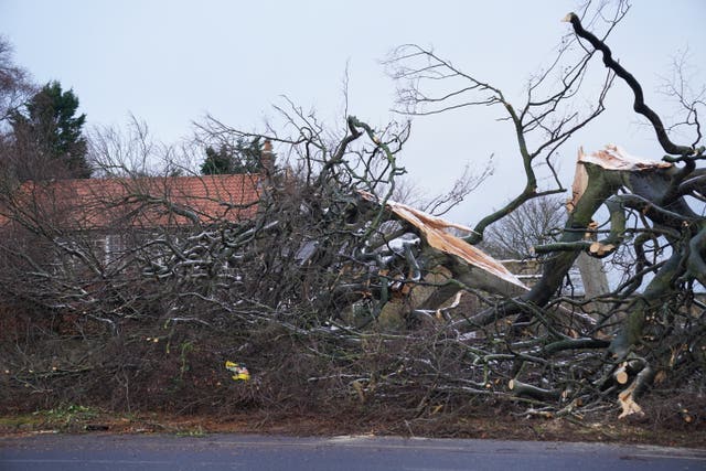 A tree brought down by Storm Arwen in November 2021 (Owen Humphreys/PA)