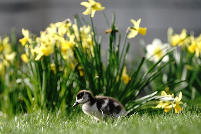 An Egyptian goose gosling next to some daffodils in London's St James's Park