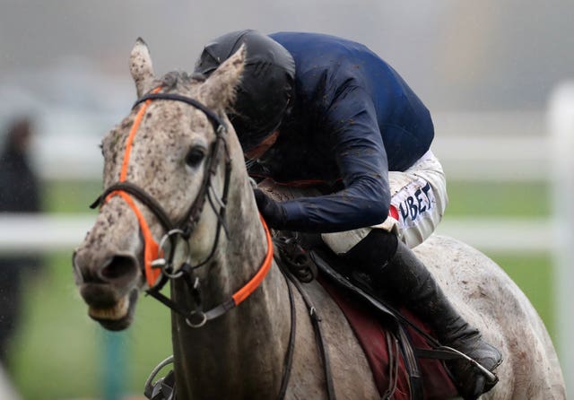 Snow Leopardess at Haydock