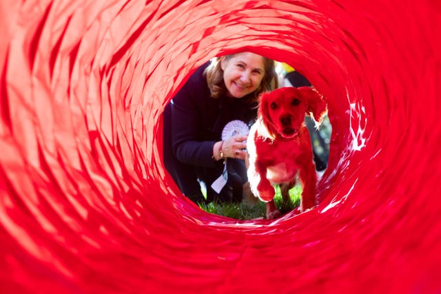 Westminster Dog of the Year