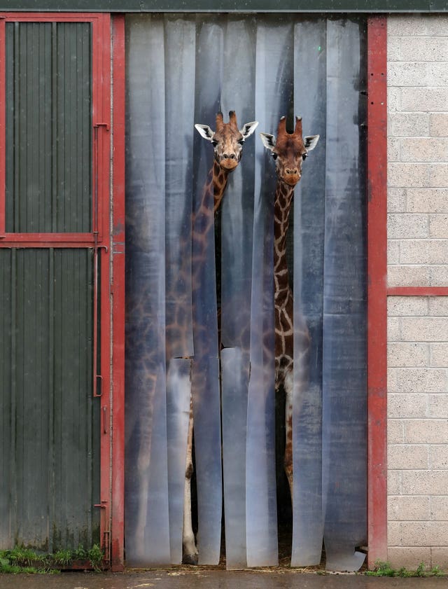 Two giraffes poke their heads out from their enclosure to see what's going on