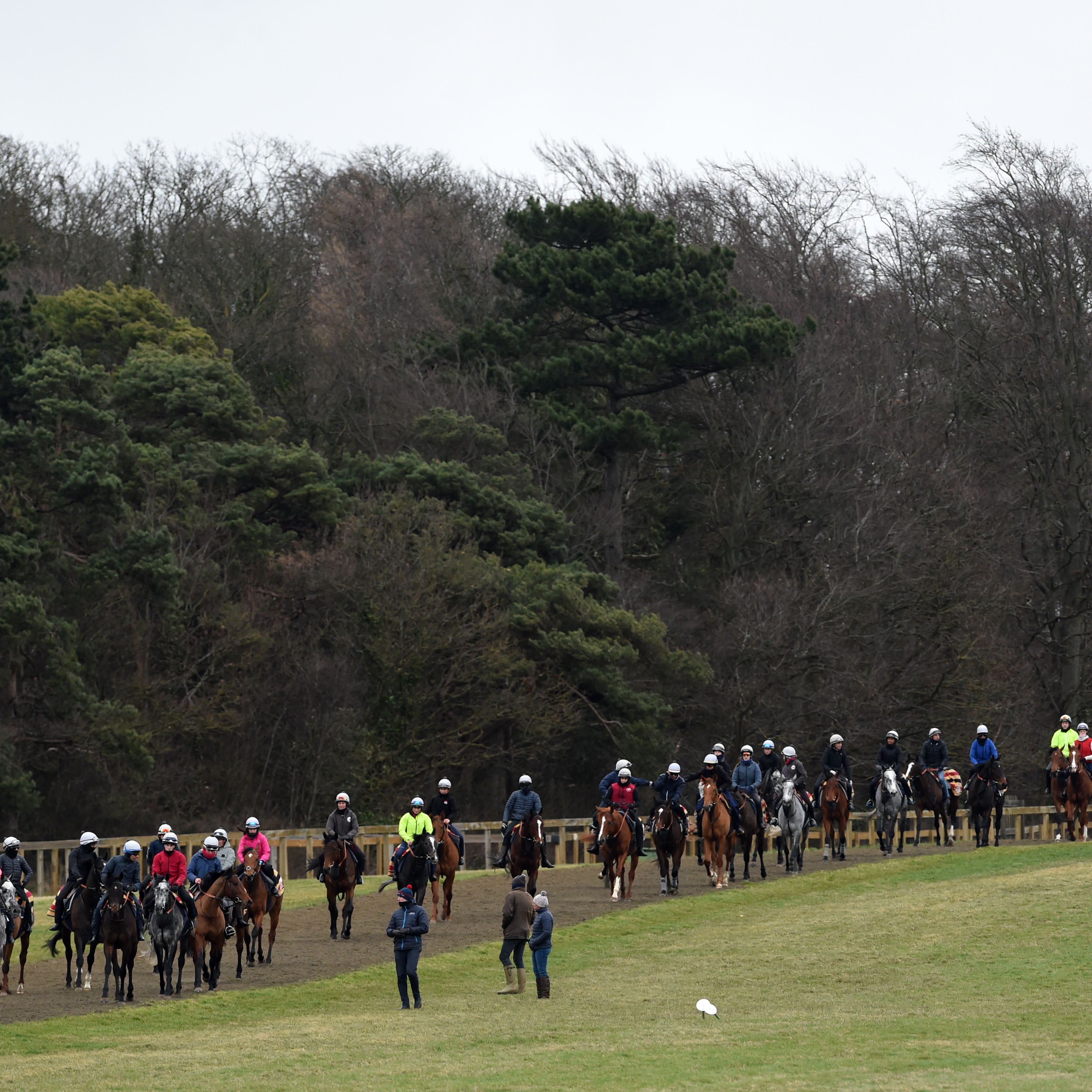 Horses on the gallops in Newmarket