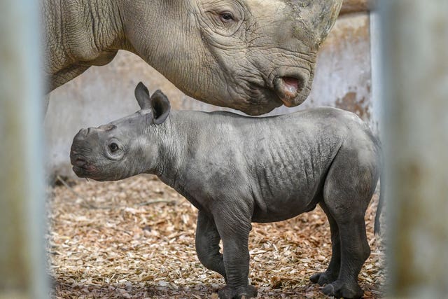 Baby black rhinoceros