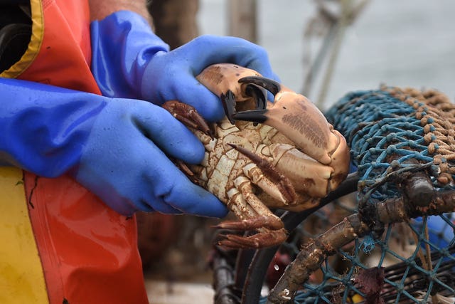 Cromer crab fishermen shortage
