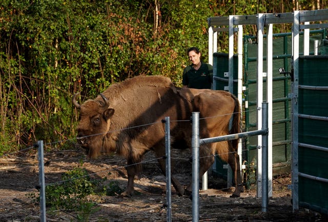 One of four of bison leaves a corral as they are released into West Blean and Thornden Woods (Gareth Fuller/PA)