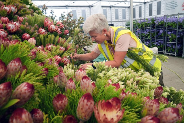 A working looking at flowers during a build day ahead of the RHS Chelsea Flower Show