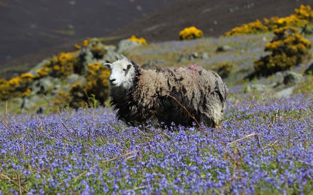 People are planning to get out into nature this bank holiday weekend, the poll found (Owen Humphreys/PA)