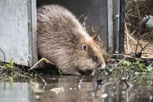 A beaver walking out of a cage into the wet woodland