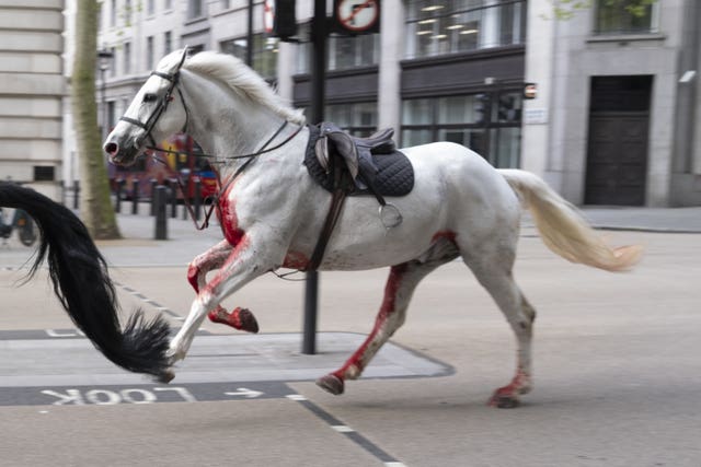 Horse incident in London