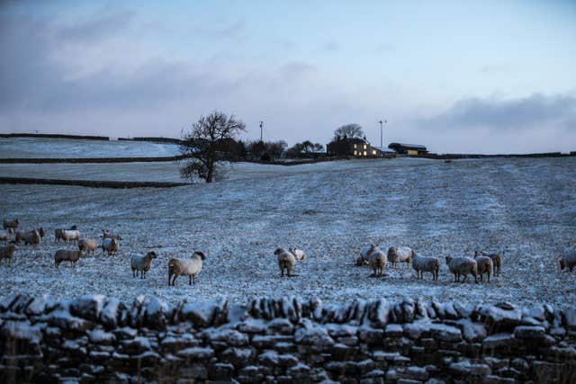 Sheep stand in a field blanketed by overnight snow at Eggleston, near Barnard Castle in the North Pennines (Danny Lawson/PA)