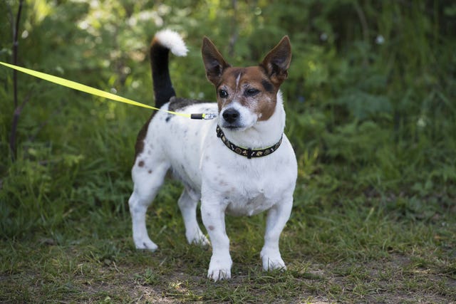 PCSO Julia James’s Jack Russell dog Toby