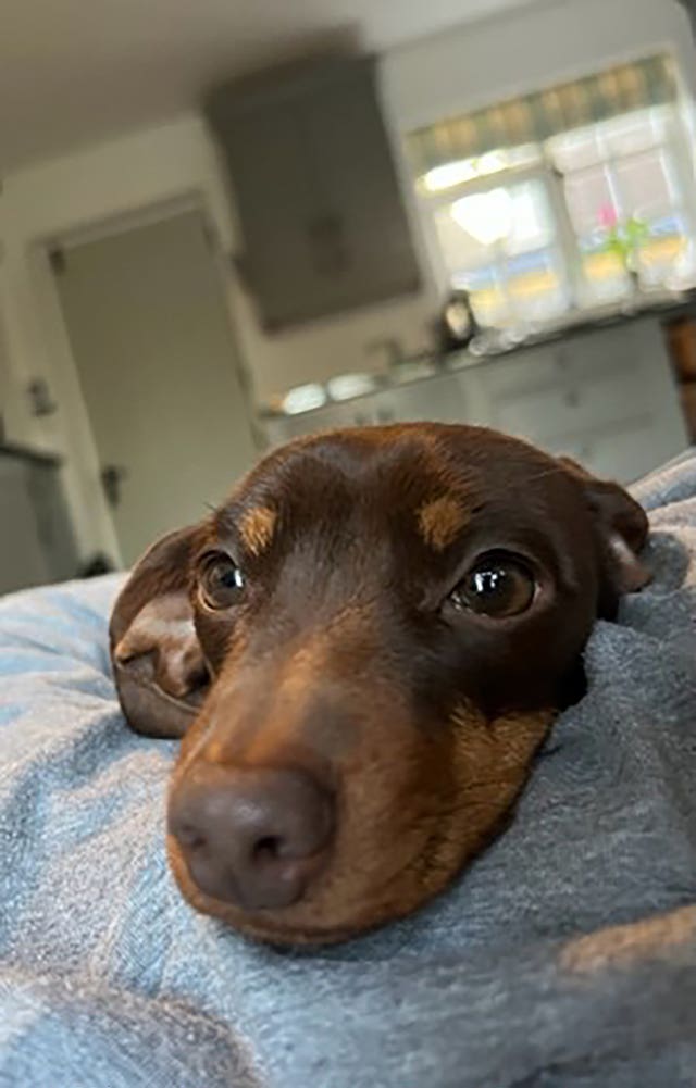 Twiglet the dachshund who was taken from her home in Catmere End, Saffron Walden. (Essex Police/ PA)