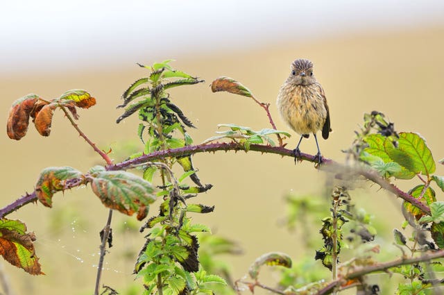South Downs National Park photo competition