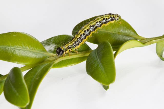 The caterpillar attacks box plants, eating their leaves and even bark (Carol Sheppard/RHS/PA)
