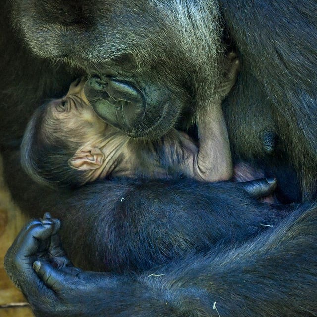 Western lowland gorilla Kala with her new born baby at Bristol Zoo (Ben Birchall/PA).