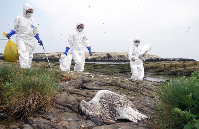 A dead seabird about to be cleared by the National Trust team in protective clothing 