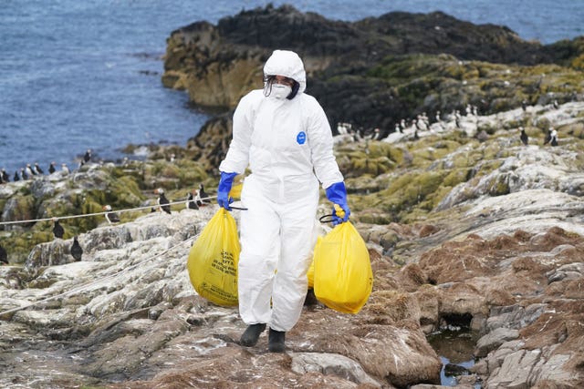 A National Trust ranger in white protective gear carrying yellow bags of dead birds on the Farne Islands