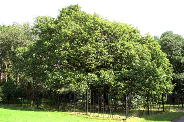Tree of the Year contenders