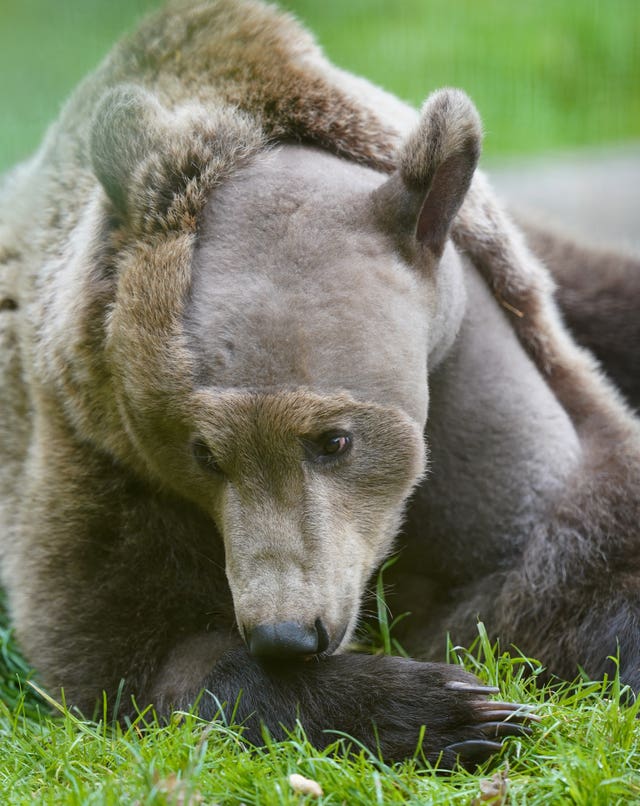 Two-year-old brown bear Boki in his enclosure at the Wildwood Trust in Canterbury, Kent