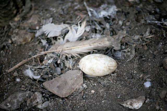 Gannet egg