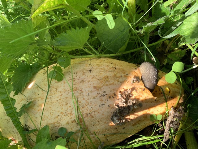 A slug feeding on a Georgia Candy Roaster pumpkin at Buckland Abbey, Devon 