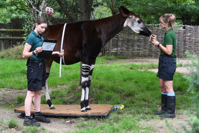 Keepers Jessica Young and Megan Harber weigh Oni the okapi, and measure her pregnant belly, during the annual weigh-in at ZSL London Zoo, London