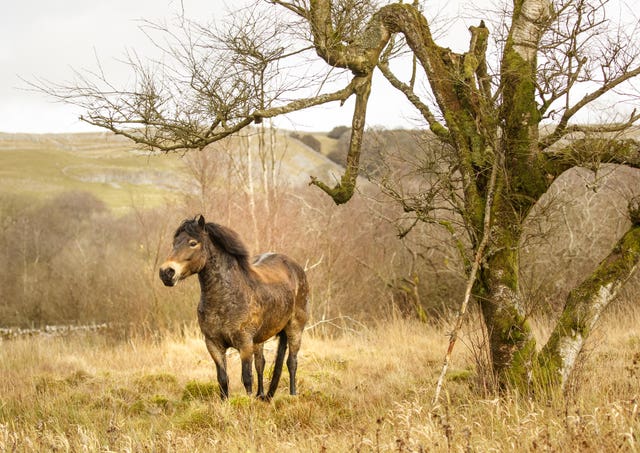 Native Exmoor pony carrying out conservation grazing in the Yorkshire Dales (Danny Lawson/PA)