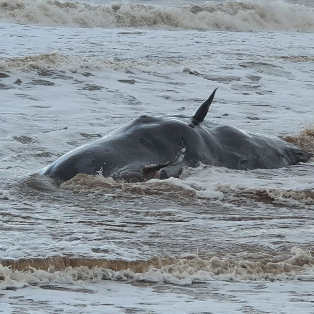One of the beached whales 
