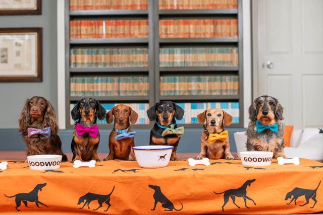 Six Dachshund dogs sit on a table. It is covered with an orange table cloth that features graphics of dogs. Each dachshund is in front of a bone or a dog bowl and wears a different coloured bow tie.