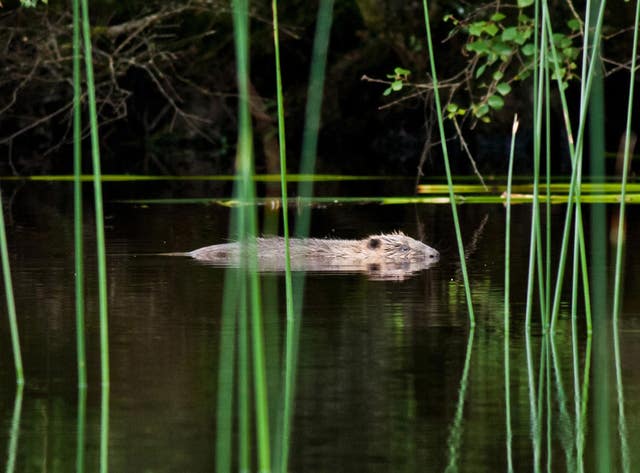 A beaver kit swimming (Steve Gardner/PA)