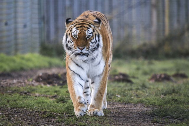 Tiger surgery at YWP