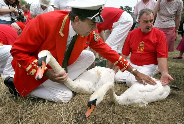 The Queen’s Swan Marker David Barber checks over some adult swans during Swan Upping (Tim Ockenden/PA)