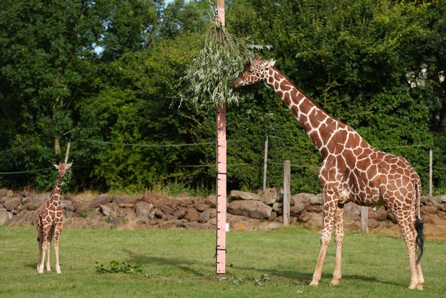 Reticulated giraffes are measured at the annual weigh-in 