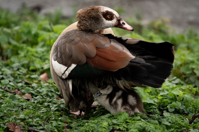 An Egyptian goose protects its gosling from the rain in St James Park, London