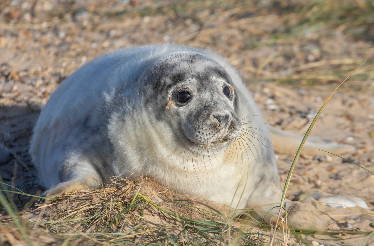 UK’s largest grey seal colony sees record number of pups born this winter Express & Star